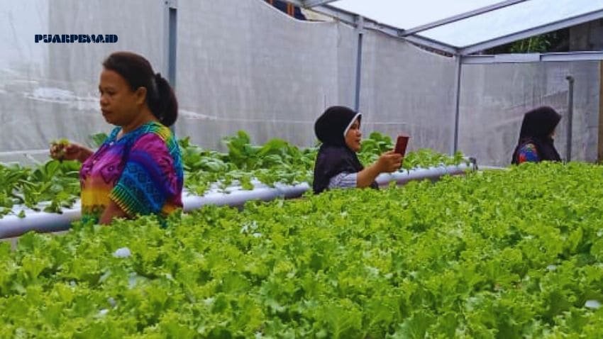 Siap “Beraksi”, ini Rencana Pilar Usaha KMP Kelurahan Kastela