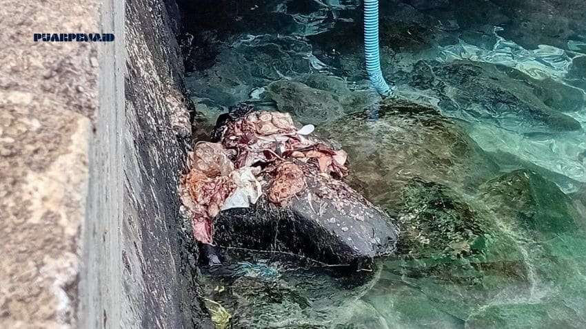 Tak ada Pengolah, Limbah Ikan Pasar Bastiong Dibuang ke Pantai