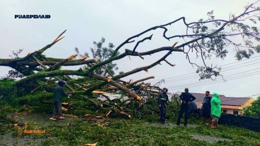 Pohon Tumbang Timpa 4 Mobil di Parkiran Hotel di Kelurahan Jati